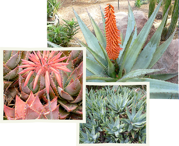 Qu’est ce que l’Aloé vera ?