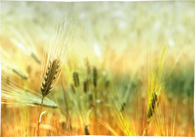 Qu'est-ce que l'agriculture
raisonnée ?