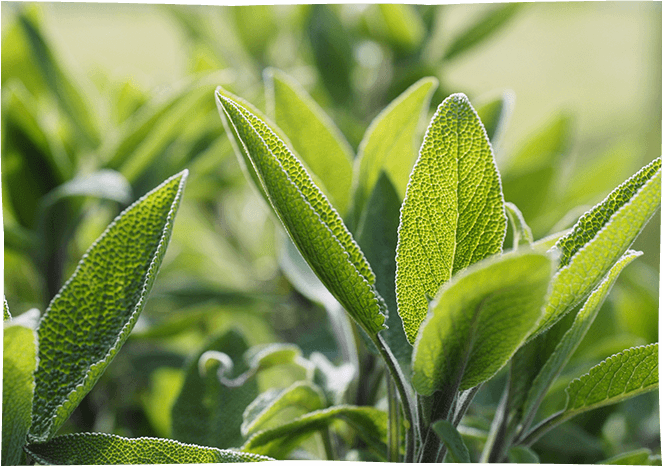 Des aliments de <strong>qualité</strong>