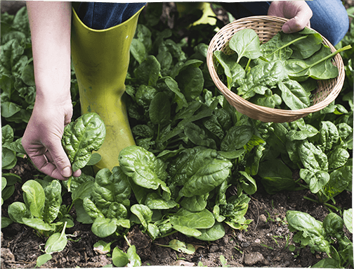 Les impacts <strong>positifs</strong>