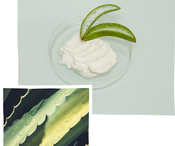 A pioneer of made in France aloe