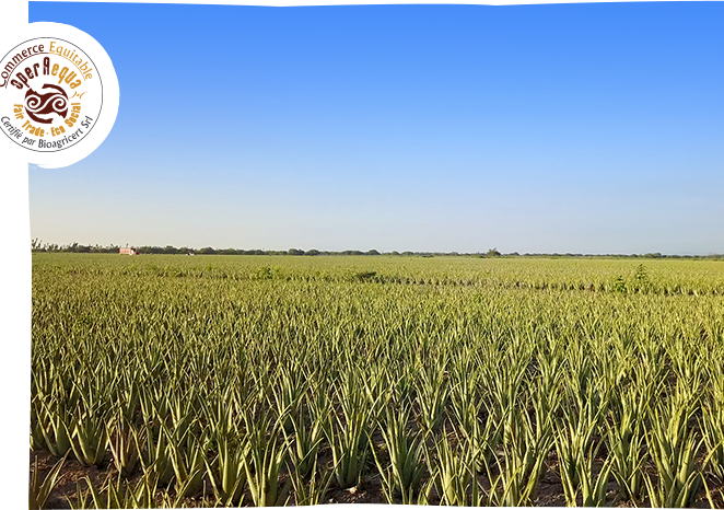 Au <strong>Mexique</strong>