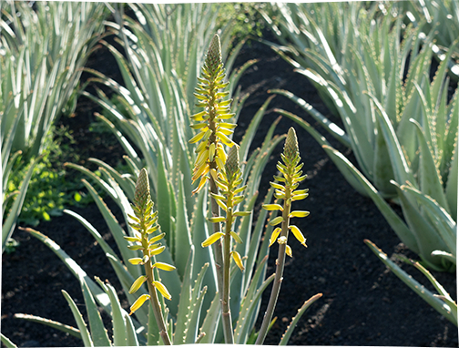 La sauvegarde de
l’environnement