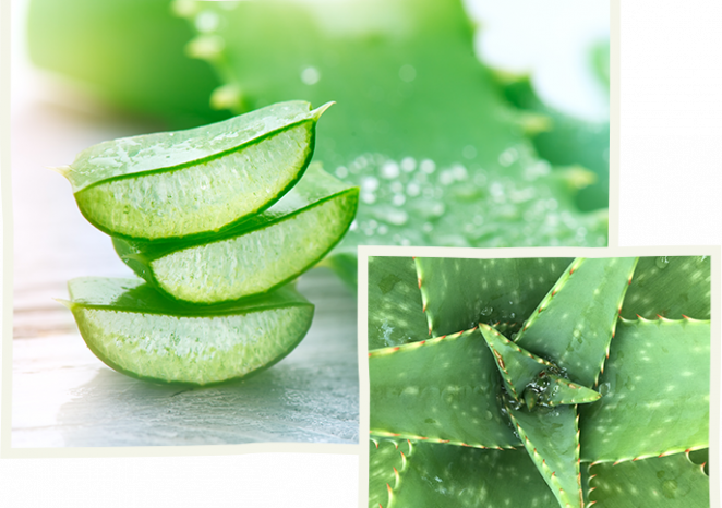 Traçabilité et sécurité 