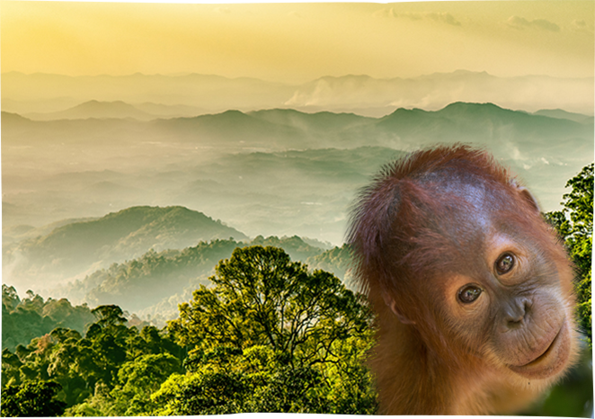 7. Éthique de <strong>l'Environnement</strong> 