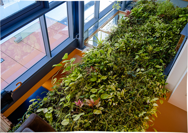Un <strong>mur végétal</strong> intérieur