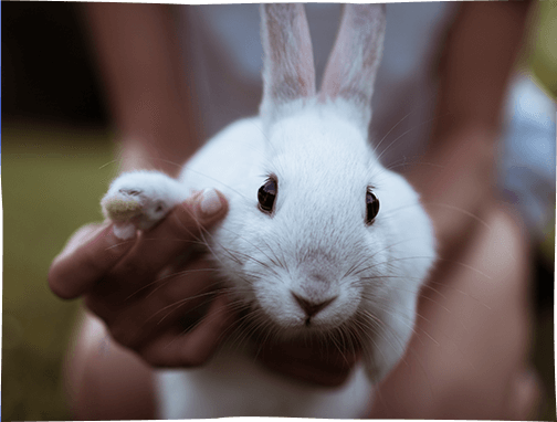 La protection des animaux