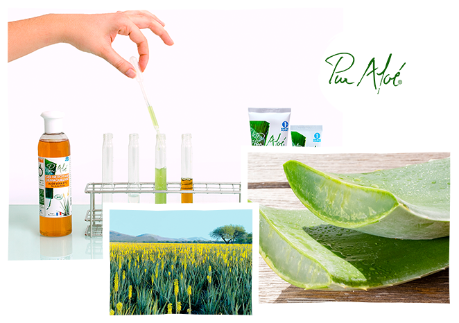 Introducing aloe vera