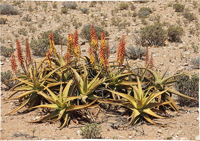 Leurs <strong>origines</strong>