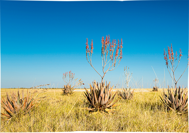 Plus de 400 variétés <strong>d'aloès</strong> !