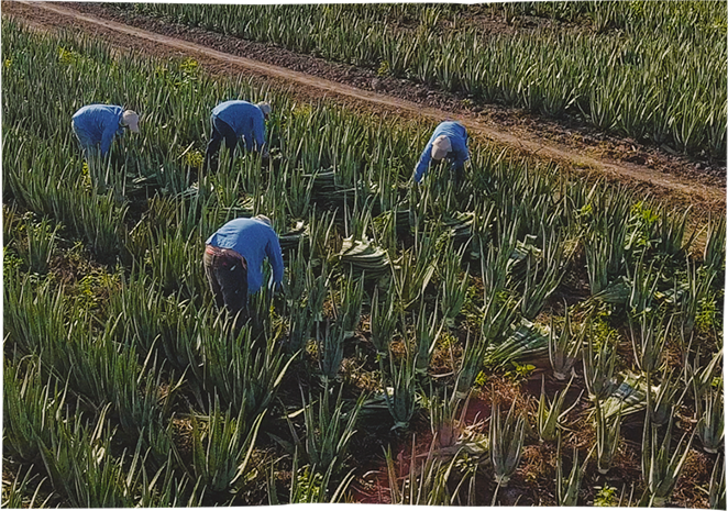 La récolte <strong>à la main</strong>